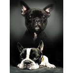 Børnetæppe - Hunde - 100x140 cm - Blødt og lækkert Fleece tæppe - Borg Living